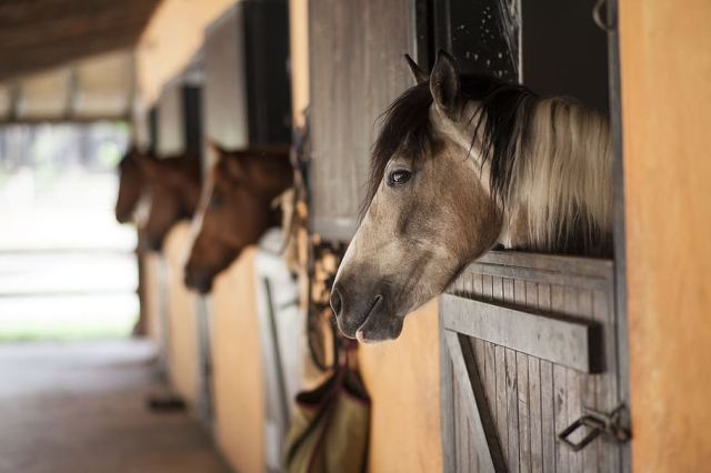 horse-barn-the-horses-are-stallion.jpg