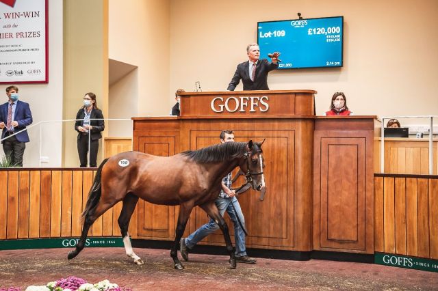 Yeomanstown Stud’s Dark Angel colt (Lot 109) topped Day 1 when selling to Manor House Stud for £120,000. Photo Sarah Farnsworth. .jpg